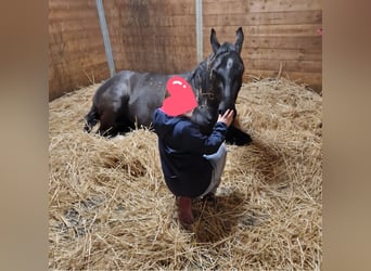 American Quarter Horse, Stute, 5 Jahre, 156 cm, Rappe