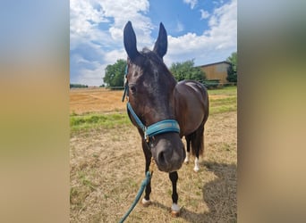 American Quarter Horse, Stute, 5 Jahre, 156 cm, Rappe