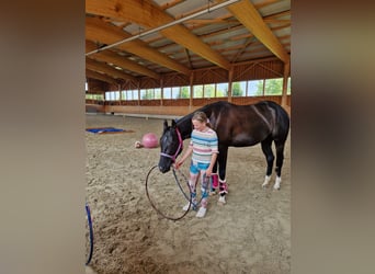 American Quarter Horse, Stute, 5 Jahre, 156 cm, Rappe