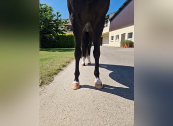 American Quarter Horse, Stute, 5 Jahre, 156 cm, Rappe