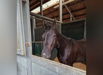 American Quarter Horse, Stute, 5 Jahre, 156 cm, Rappe