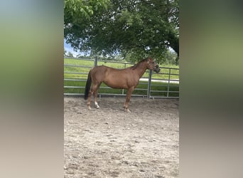 American Quarter Horse Mix, Stute, 5 Jahre, 157 cm, Dunkelfuchs