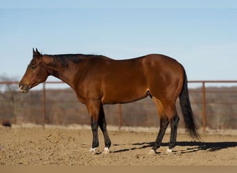 American Quarter Horse, Stute, 5 Jahre, 157 cm, Rotbrauner