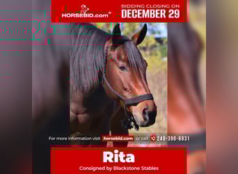 American Quarter Horse, Stute, 5 Jahre, 157 cm, Rotbrauner