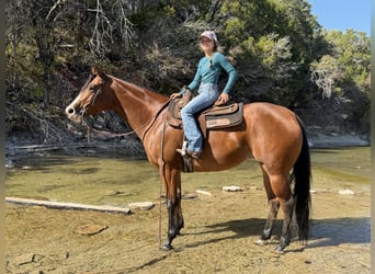 American Quarter Horse, Stute, 5 Jahre, 157 cm, Rotbrauner