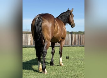 American Quarter Horse, Stute, 5 Jahre, 157 cm, Rotbrauner
