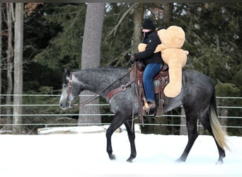 American Quarter Horse, Stute, 5 Jahre, 157 cm, Schimmel