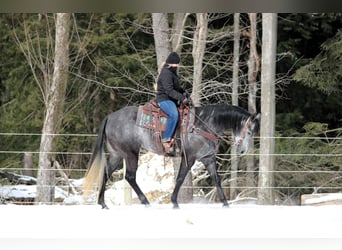 American Quarter Horse, Stute, 5 Jahre, 157 cm, Schimmel