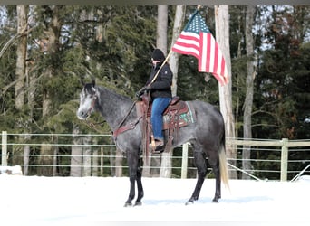 American Quarter Horse, Stute, 5 Jahre, 157 cm, Schimmel