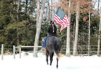 American Quarter Horse, Stute, 5 Jahre, 157 cm, Schimmel