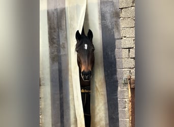 American Quarter Horse, Stute, 5 Jahre, 158 cm, Dunkelbrauner