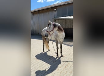 American Quarter Horse, Stute, 5 Jahre, 158 cm, Schimmel
