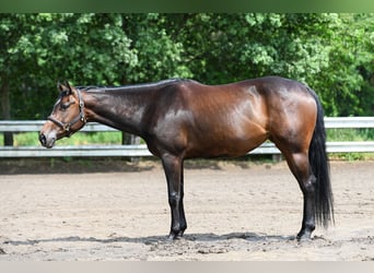 American Quarter Horse, Stute, 5 Jahre, 160 cm, Dunkelbrauner