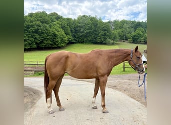 American Quarter Horse, Stute, 5 Jahre, 160 cm, Dunkelfuchs