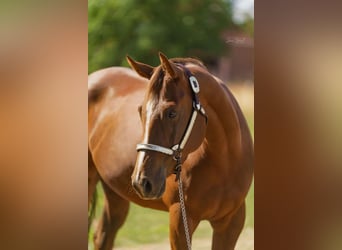 American Quarter Horse, Stute, 5 Jahre, 160 cm, Dunkelfuchs