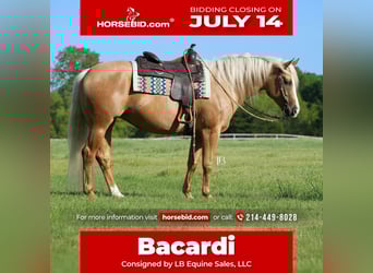 American Quarter Horse, Stute, 5 Jahre, 160 cm, Palomino