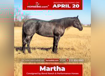 American Quarter Horse, Stute, 5 Jahre, 160 cm, Roan-Blue