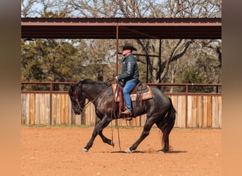 American Quarter Horse, Stute, 5 Jahre, 160 cm, Roan-Blue