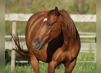 American Quarter Horse Mix, Stute, 5 Jahre, 162 cm, Fuchs