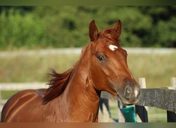 American Quarter Horse Mix, Stute, 5 Jahre, 162 cm, Fuchs