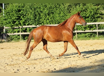 American Quarter Horse Mix, Stute, 5 Jahre, 162 cm, Fuchs