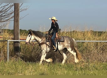American Quarter Horse, Stute, 5 Jahre, 163 cm, Roan-Blue