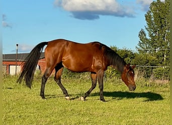 American Quarter Horse, Stute, 5 Jahre, 165 cm, Brauner