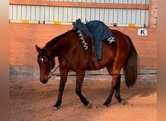 American Quarter Horse, Stute, 5 Jahre, 165 cm, Brauner