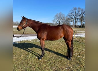American Quarter Horse, Stute, 5 Jahre, 167 cm, Hellbrauner