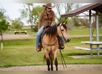 American Quarter Horse, Stute, 5 Jahre, Buckskin