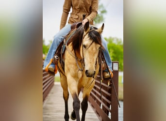 American Quarter Horse, Stute, 5 Jahre, Buckskin