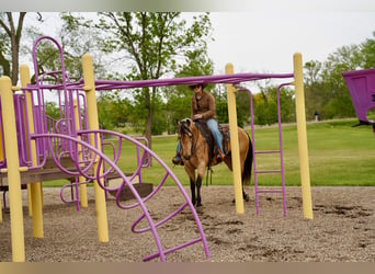 American Quarter Horse, Stute, 5 Jahre, Buckskin