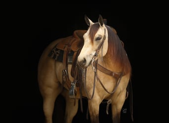 American Quarter Horse, Stute, 5 Jahre, Buckskin