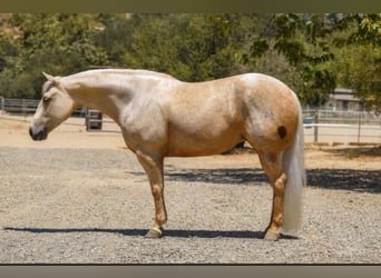 American Quarter Horse, Stute, 5 Jahre, Palomino