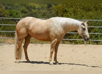 American Quarter Horse, Stute, 5 Jahre, Palomino