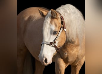 American Quarter Horse, Stute, 5 Jahre, Palomino