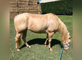 American Quarter Horse, Stute, 5 Jahre, Pearl