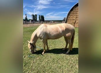 American Quarter Horse, Stute, 5 Jahre, Pearl