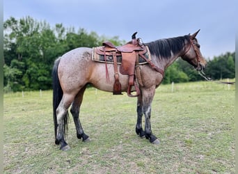American Quarter Horse, Stute, 5 Jahre, Roan-Bay