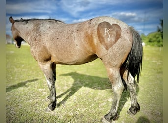 American Quarter Horse, Stute, 5 Jahre, Roan-Bay