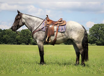 American Quarter Horse, Stute, 5 Jahre, Roan-Blue