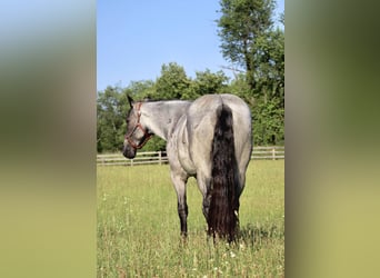 American Quarter Horse, Stute, 5 Jahre, Roan-Blue