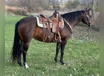 American Quarter Horse, Stute, 5 Jahre, Rotbrauner