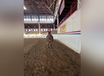 American Quarter Horse, Stute, 5 Jahre, Rotbrauner