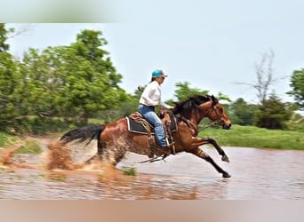 American Quarter Horse, Stute, 5 Jahre, Rotbrauner