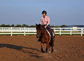 American Quarter Horse, Stute, 5 Jahre, Rotbrauner