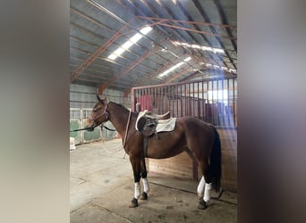 American Quarter Horse, Stute, 5 Jahre, Rotbrauner