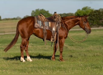 American Quarter Horse, Stute, 5 Jahre, Rotfuchs