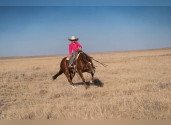American Quarter Horse, Stute, 5 Jahre, Rotfuchs