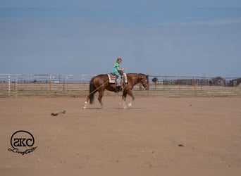 American Quarter Horse, Stute, 5 Jahre, Rotfuchs
